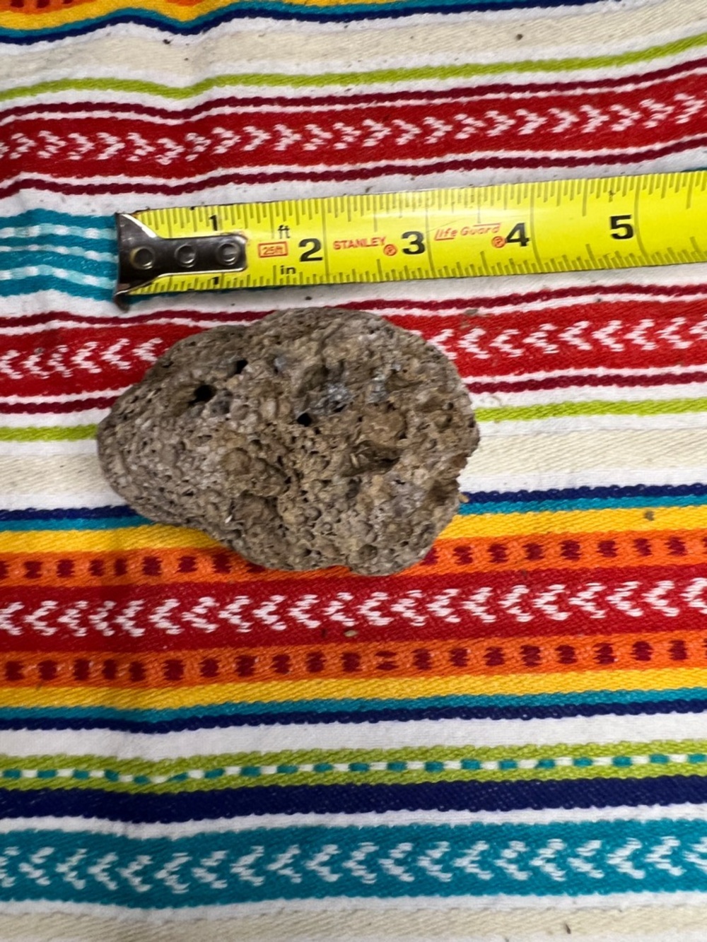 Natural porous rock or maybe hardened coral- found on the James River